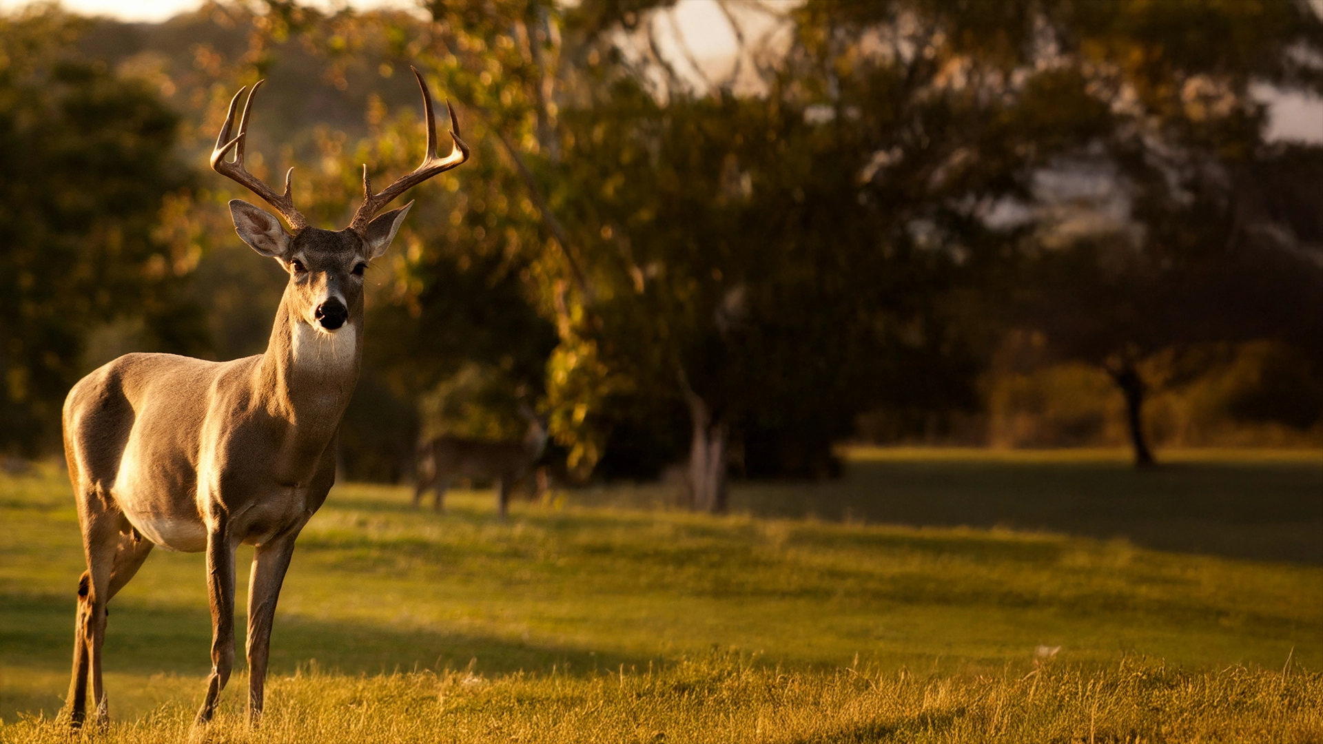 deer in field